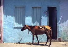 brazil horses south america salvador 4258x2813 wallpaper Art HD Wallpaper